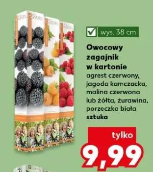 Owocowy zagajnik w kartonie jagoda kamczacka