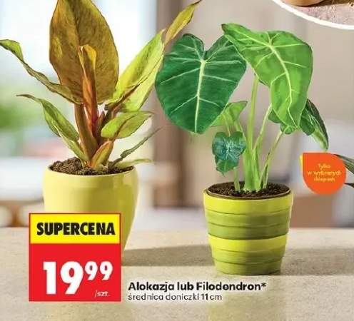 Alokazja średnica doniczki 11cm
