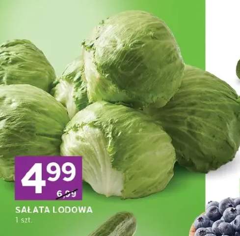 Sałata lodowa