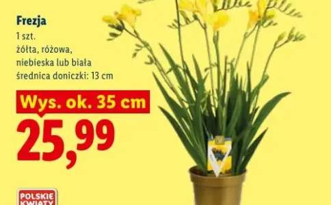 Frezja różowa
