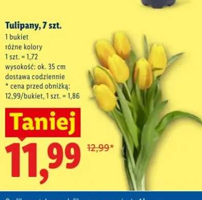 Tulipany 7-pak