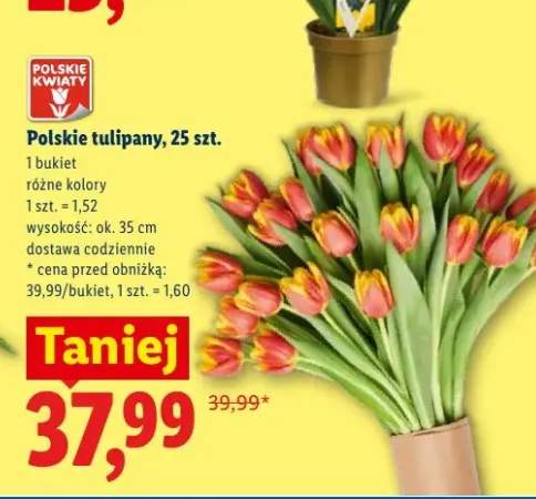 Polskie tulipany 25-pak