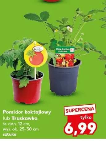 Pomidor koktajlowy śr. don. 12cm wys. ok. 25-30cm