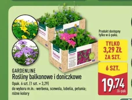 Rośliny balkonowe i doniczkowe GARDENLINE petunia 6-pak