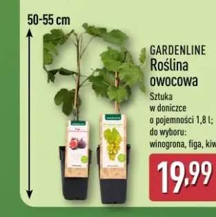 Roślina owocowa w doniczce GARDENLINE winogrona