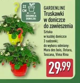 Truskawki w doniczce do zawieszenia GARDENLINE Mara des bois