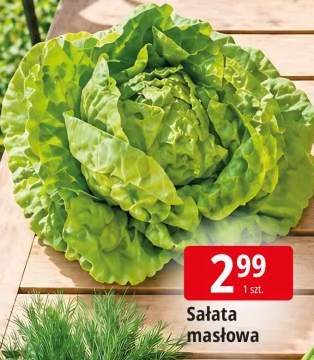 Sałata masłowa