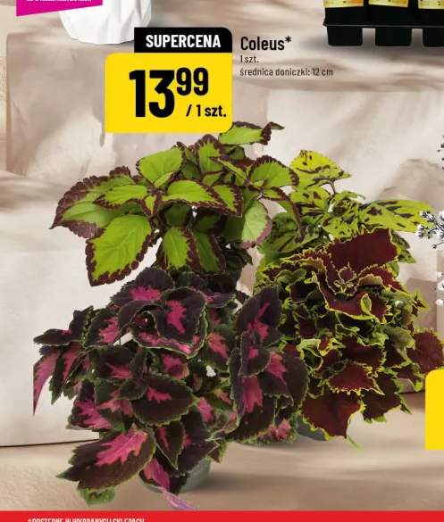 Coleus średnica doniczki 12cm