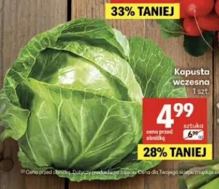 Kapusta wczesna