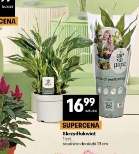 Skrzydłokwiat średnica doniczki 13cm