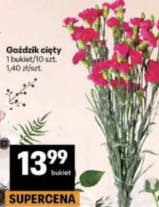 Goździk cięty