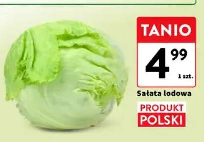 Sałata lodowa polska