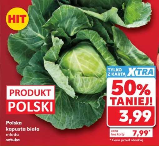 Kapusta biała młoda polska