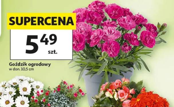 Goździk ogrodowy w don. 10,5cm