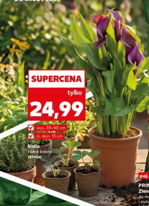 Kalia wys. 35-40cm śr. don. 13cm
