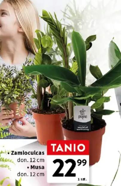 Zamioculcas don. 12cm