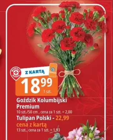 Tulipan Polski 13szt.