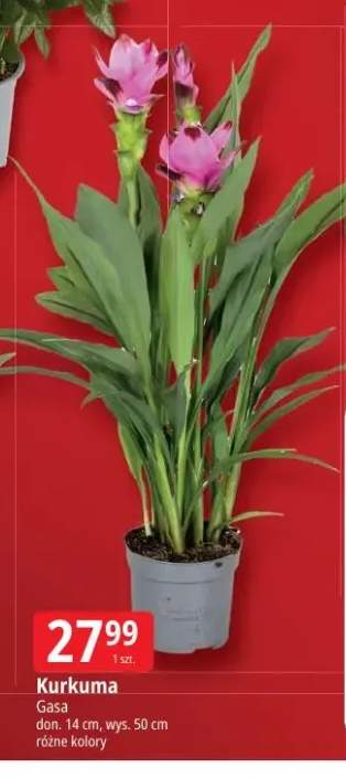 Kurkuma Gasa don. 14cm wys. 50cm