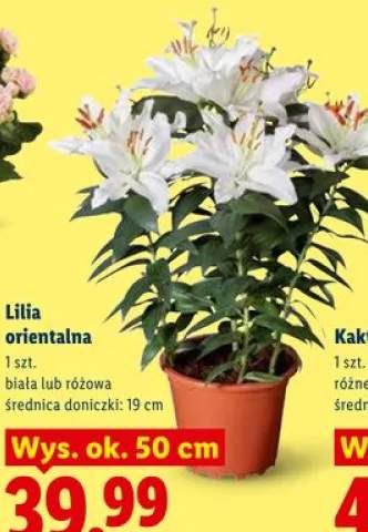 Lilia orientalna