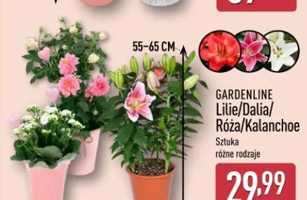 Kalanchoe GARDENLINE 55-65cm