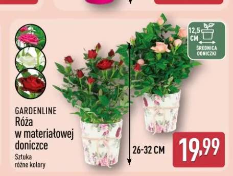 Róża w materiałowej doniczce GARDENLINE