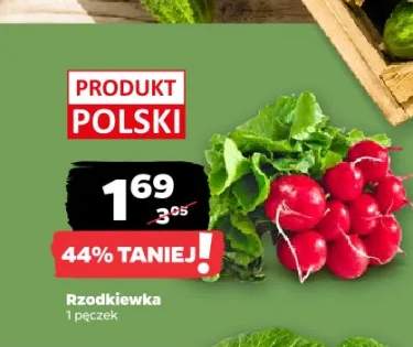 Rzodkiewka polska