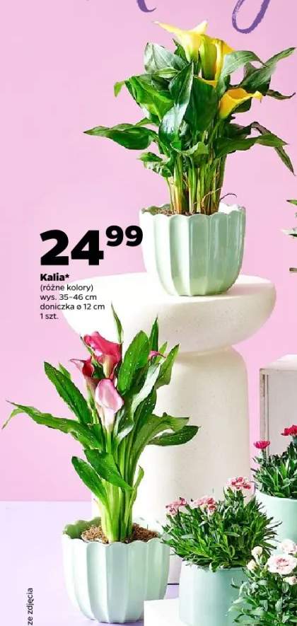 Kalia wys. 35-46cm doniczka ø 12cm
