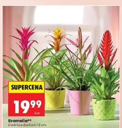 Bromelia średnica doniczki 12cm