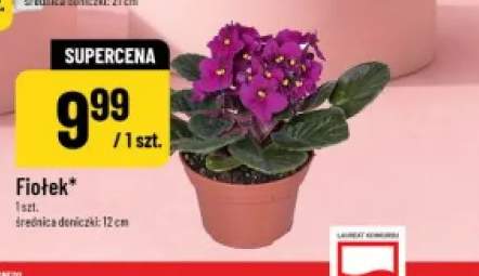 Fiołek średnica doniczki 12cm