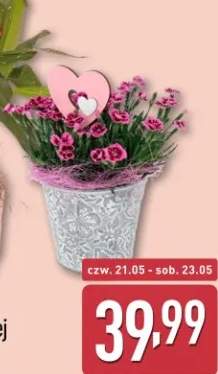 Goździk w ozdobnej doniczce GARDENLINE