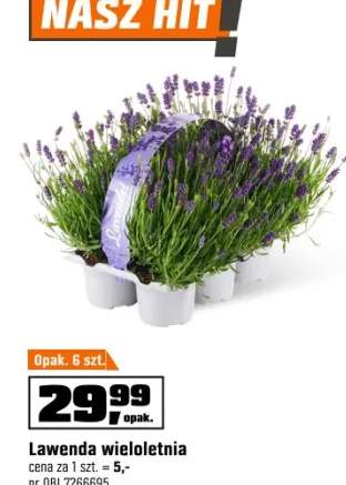 Lawenda (Lavandula Essence) -  6 szt.
