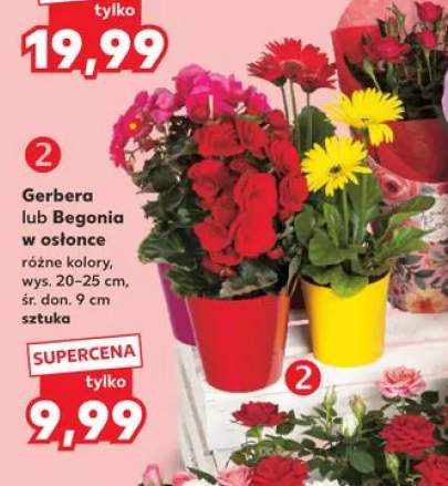 Gerbera w osłonce wys. 20-25cm śr. don. 9cm