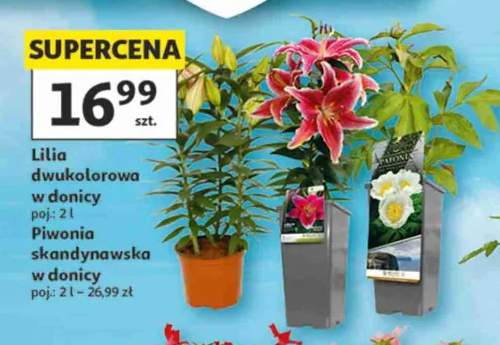 Lilia dwukolorowa w donicy