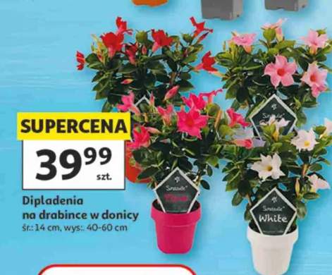 Dipladenia na drabince w donicy