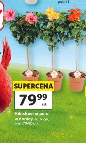 Hibiskus na pniu w donicy