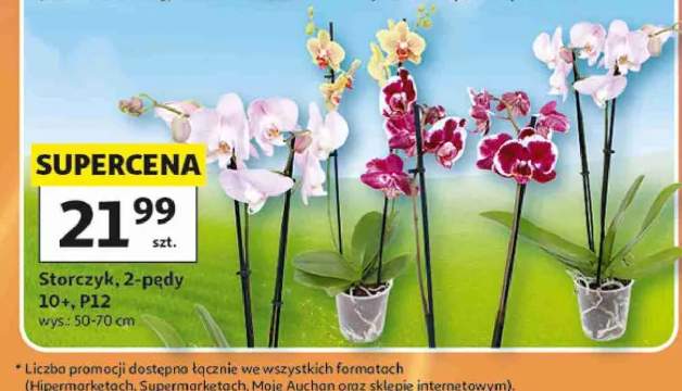 Storczyk 2-pędy