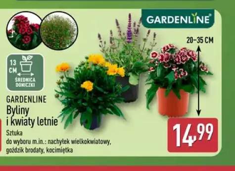 Goździk brodaty GARDENLINE