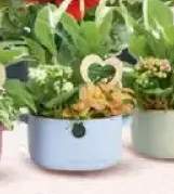 Begonia Elatior don. 13cm