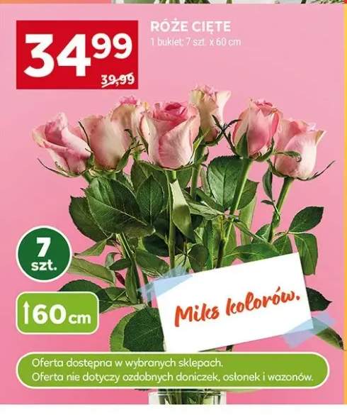 Róże cięte 60cm