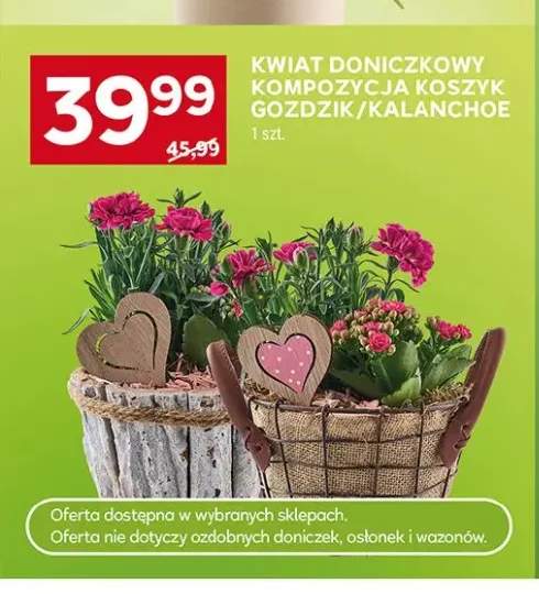 Kwiat doniczkowy kompozycja koszyk goździk