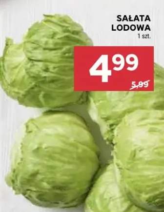 Sałata lodowa