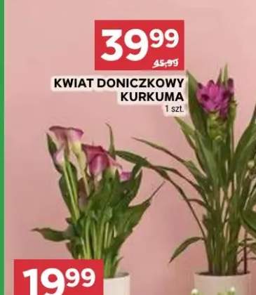 Kwiat doniczkowy kurkuma