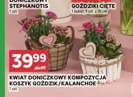 Kwiat doniczkowy kompozycja koszyk goździk