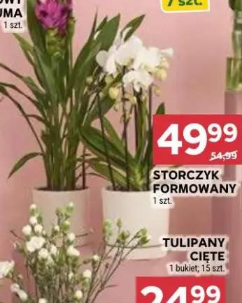 Storczyk formowany