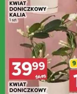 Kwiat doniczkowy kalia