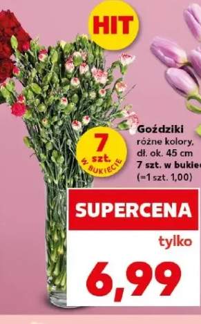 Goździki dł. ok. 45cm 7szt. w bukiecie