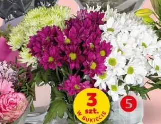 Chryzantemy dł. 50cm 3szt. w bukiecie