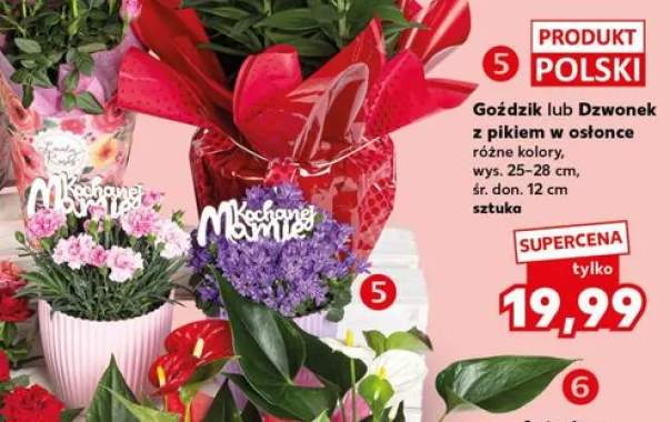 Goździk z pikiem w osłonce wys. 25-28cm śr. don. 12cm polski