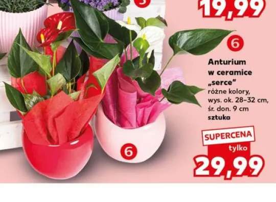 Anturium w ceramice serce wys. 28-32cm śr. don. 9cm