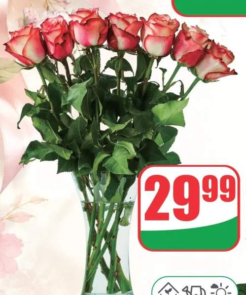 Róże wysokość 50cm